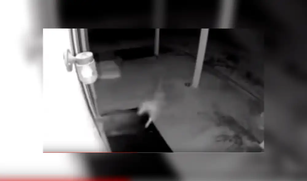 Video es viral en YouTube. La mujer encontró a su perro con un chinchón en la cabeza y cuando revisó el video de vigilancia descubrió al ‘culpable’. Foto: Captura.