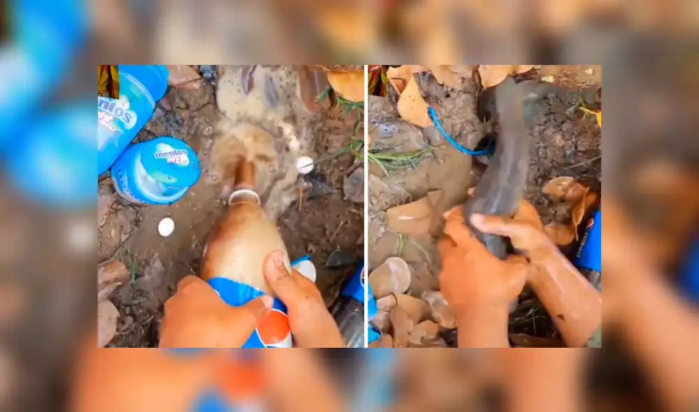 Desliza hacia la izquierda para ver las criaturas que atrapó un pescador. Video viral de YouTube. Desliza hacia la izquierda para ver las criaturas que atrapó un pescador. Video viral de YouTube.