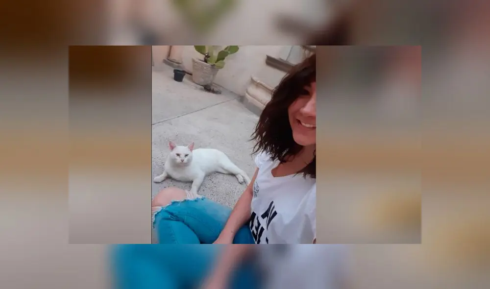 Desliza las imágenes para conoce un poco de más de 'Conejo', el pequeño gato que se robó el corazón de miles. Foto: Tania Sants/Facebook Desliza las imágenes para conoce un poco de más de 'Conejo', el pequeño gato que se robó el corazón de miles. Foto: Tania Sants/Facebook