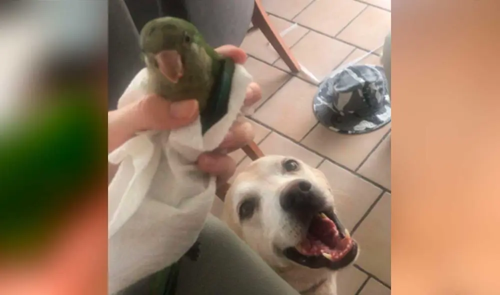 Desliza las imágenes para ver algunas escenas de esta simpática pareja de animales que ahora son inseparables. Foto: captura de Twitter/Verónica Mangú Dávila Ellis