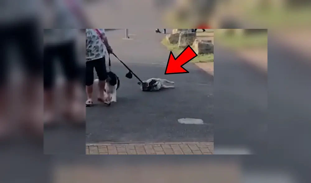 Vía Facebook. Transeúntes quedaron asombrados con el singular comportamiento del can en plena vía pública Vía Facebook. Transeúntes quedaron asombrados con el singular comportamiento del can en plena vía pública