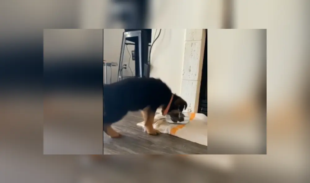 Desliza a la izquierda para ver más imágenes de la divertida escena protagonizada por un perro que se hizo viral en YouTube.