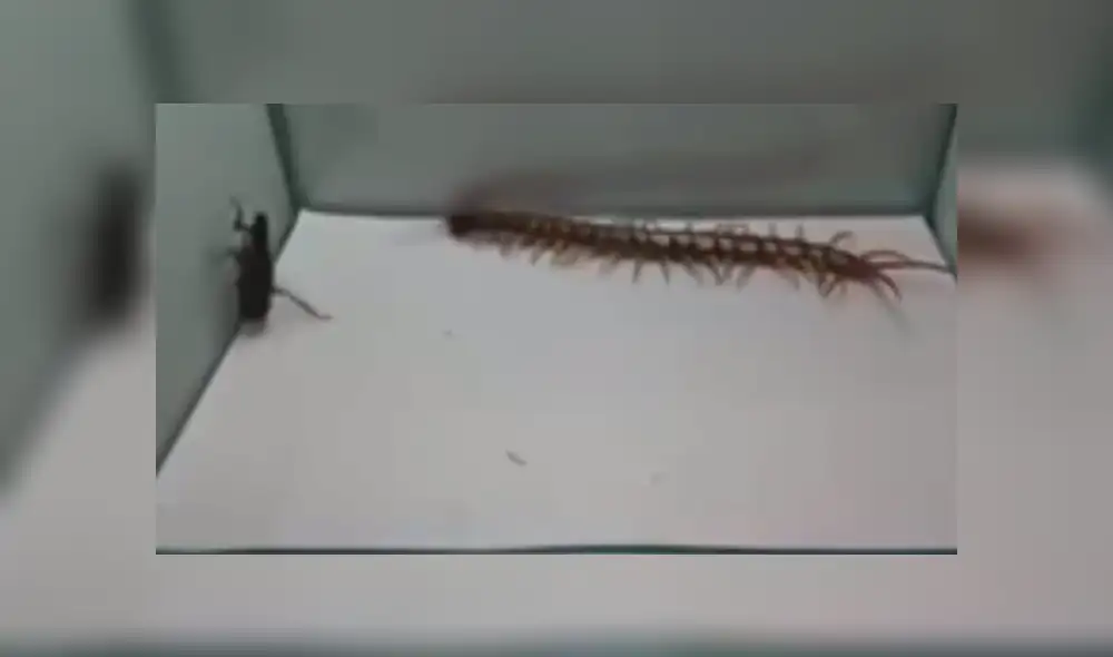 Facebook Viral: Este ciempiés creyó que podría ganar la batalla ante esta cucaracha pero nada salió como pensaba
