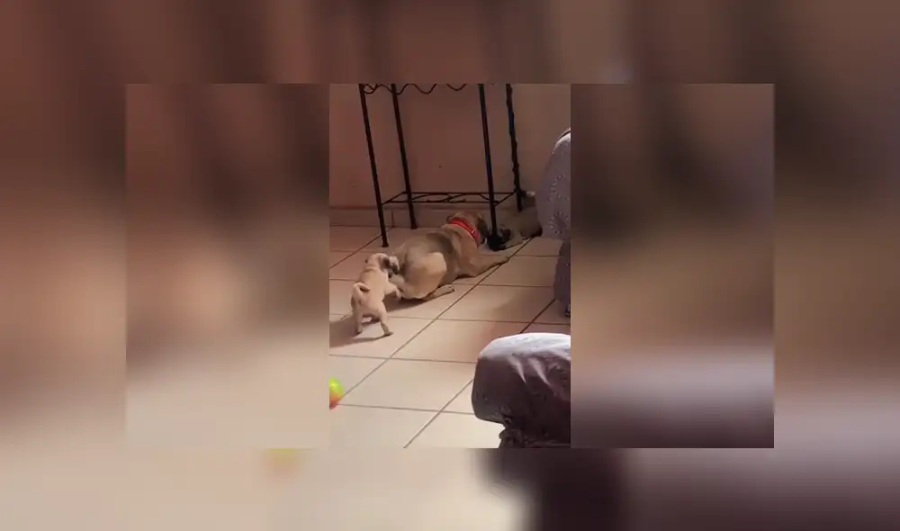 Desliza las imágenes hacia la izquierda para apreciar la cruel broma que le jugaron dos cachorros a su padre. Desliza las imágenes hacia la izquierda para apreciar la cruel broma que le jugaron dos cachorros a su padre.