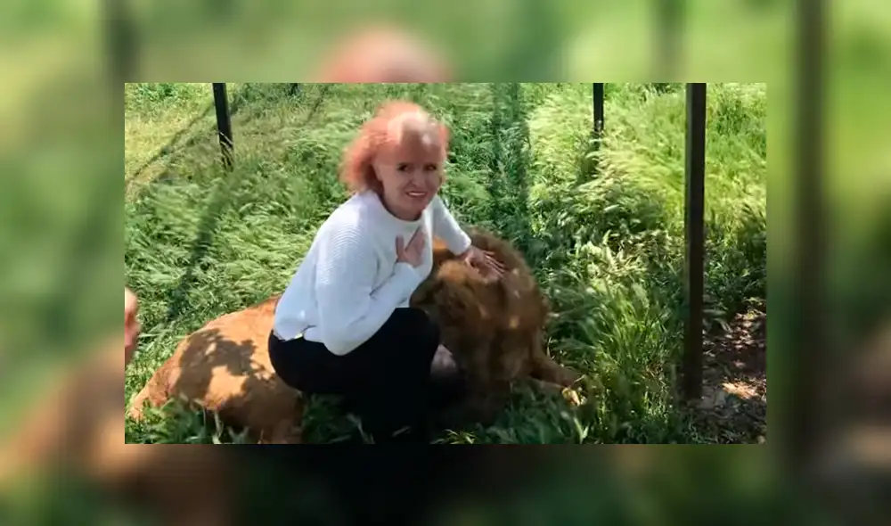 YouTube viral: Anciana detiene el carro de safari para tomarse selfie con leones y sucede lo impensado [VIDEO]