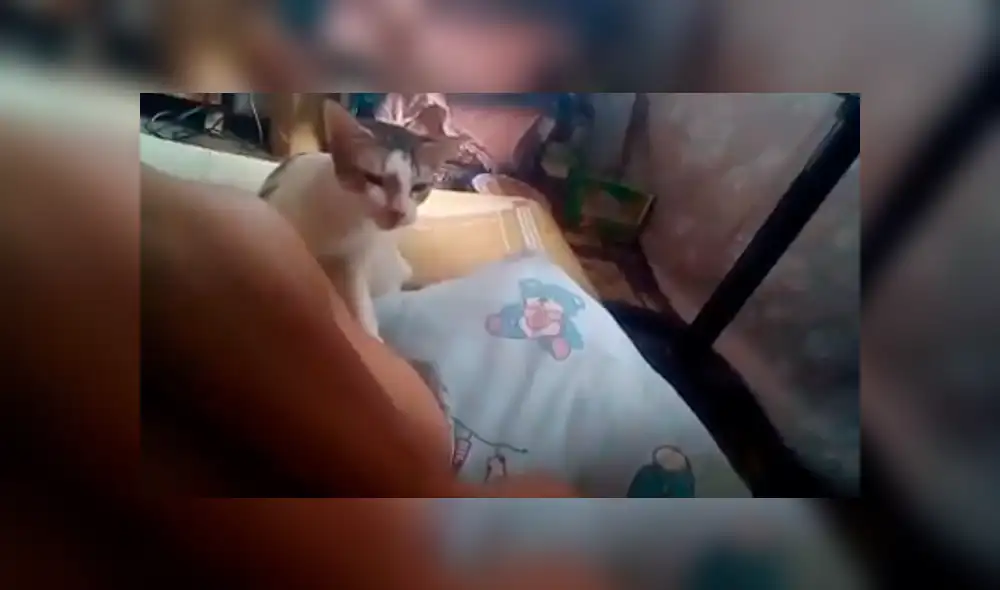 Facebook: joven desafinado le canta a su gato para que no duerma y este reacciona de forma inesperada [VIDEO]