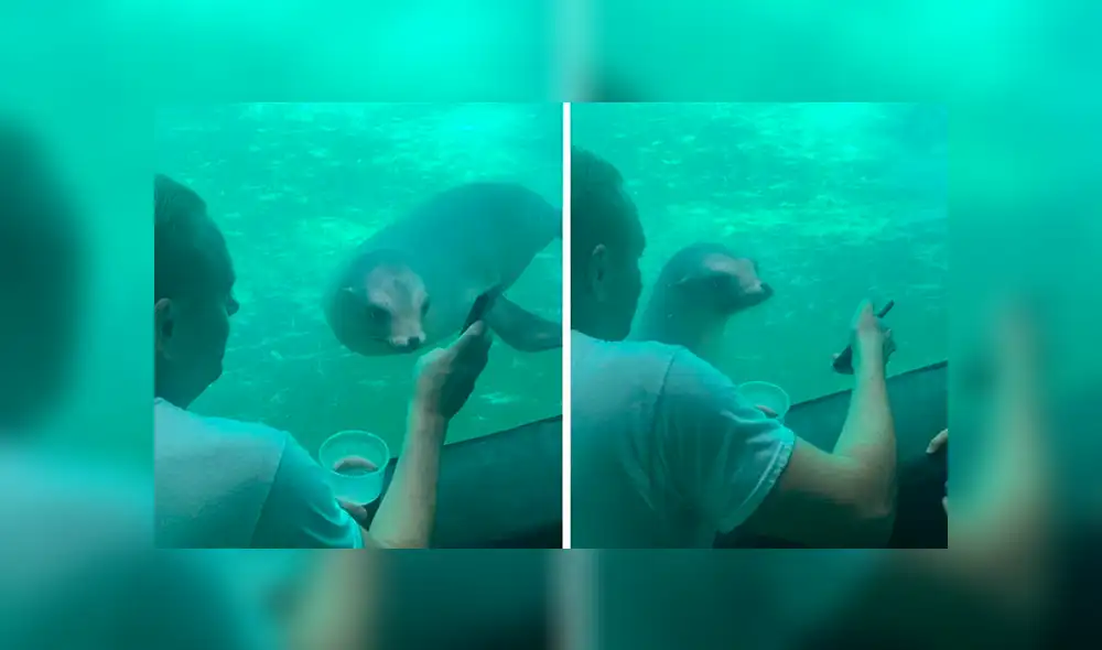 YouTube viral: león marino ve fotos del Océano Atlántico y tiene emotiva reacción que conmueve a miles YouTube viral: león marino ve fotos del Océano Atlántico y tiene emotiva reacción que conmueve a miles