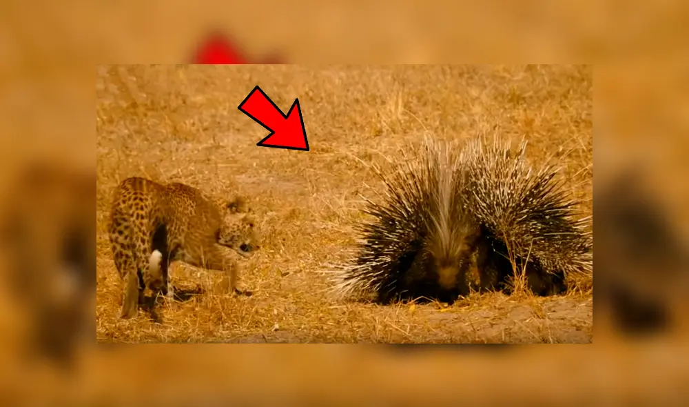 El feroz leopardo atacó a ambos roedores, que se defendieron con sus letales espinas. Foto: BBC Earth