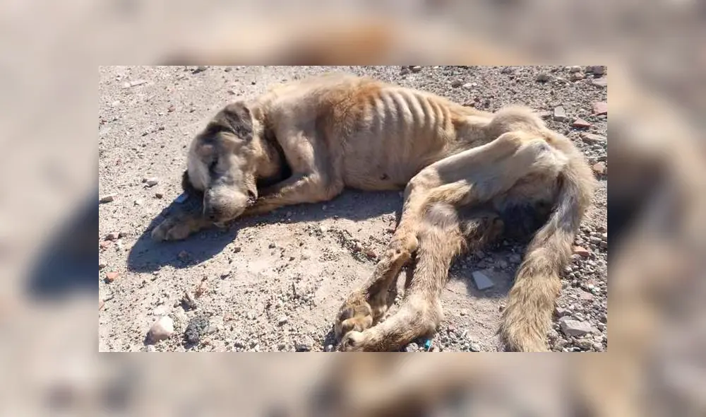 Perro callejero fue rescatado por La organización Huellas Salvadas de Elche en España. Perro callejero fue rescatado por La organización Huellas Salvadas de Elche en España.