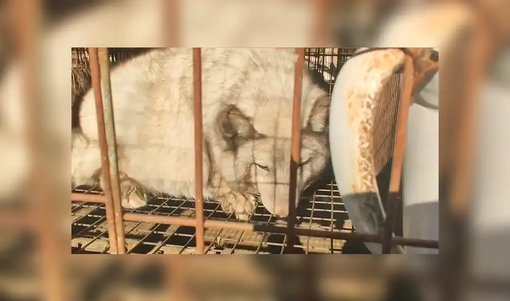 Una investigación del HSI puso al descubierto el maltrato hacia los animales al interior de una granja de pieles. (Foto: Daily Mail)