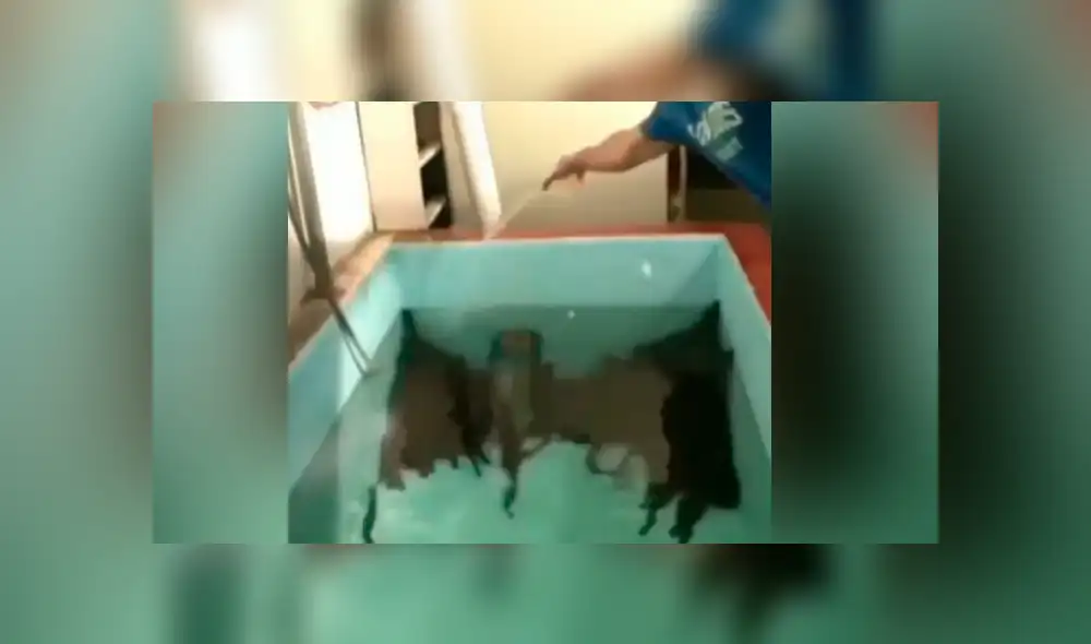 YouTube viral: arroja sal a pozo de agua y cientos de misteriosas ‘criaturas’ emergen de las profundidades YouTube viral: arroja sal a pozo de agua y cientos de misteriosas ‘criaturas’ emergen de las profundidades