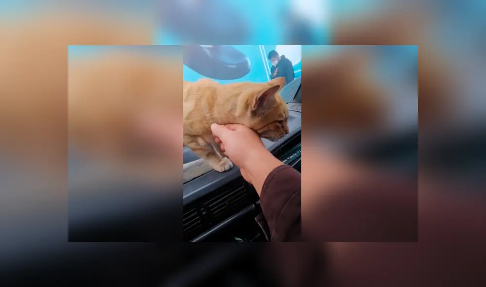 Desliza las imágenes hacia la izquierda para conocer la tierna acción de un hombre con un gato callejero. Fotocaptura: YouTube.