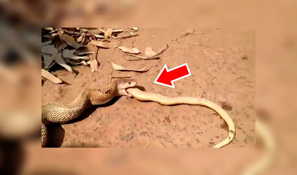 Voraz serpiente engulle a otra y hombre hace lo impensado para impedirlo, pero final es trágico.