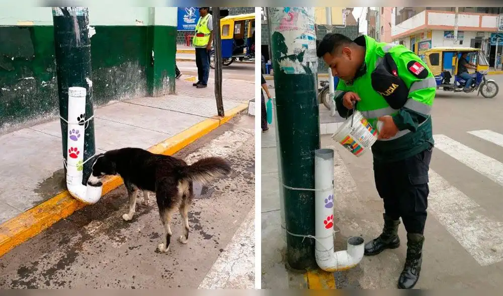 La Libertad: Policía instaura dispensador de comida para perros callejeros