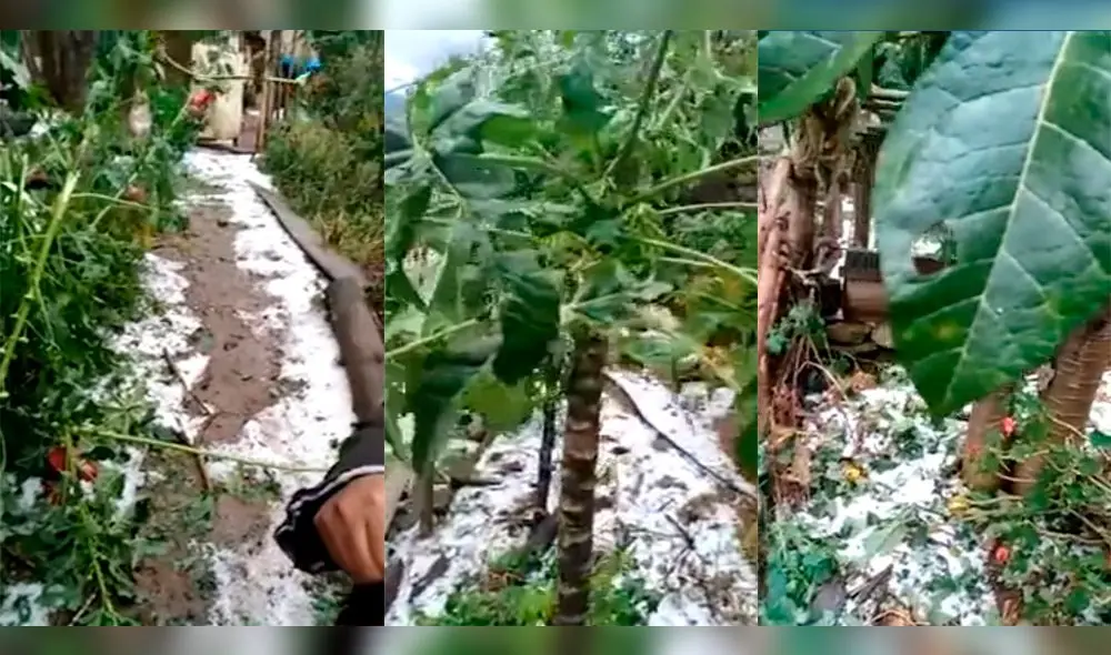 En un video se puede ver los daños que dejó la granizada en los cultivos. Foto: captura video. En un video se puede ver los daños que dejó la granizada en los cultivos. Foto: captura video.