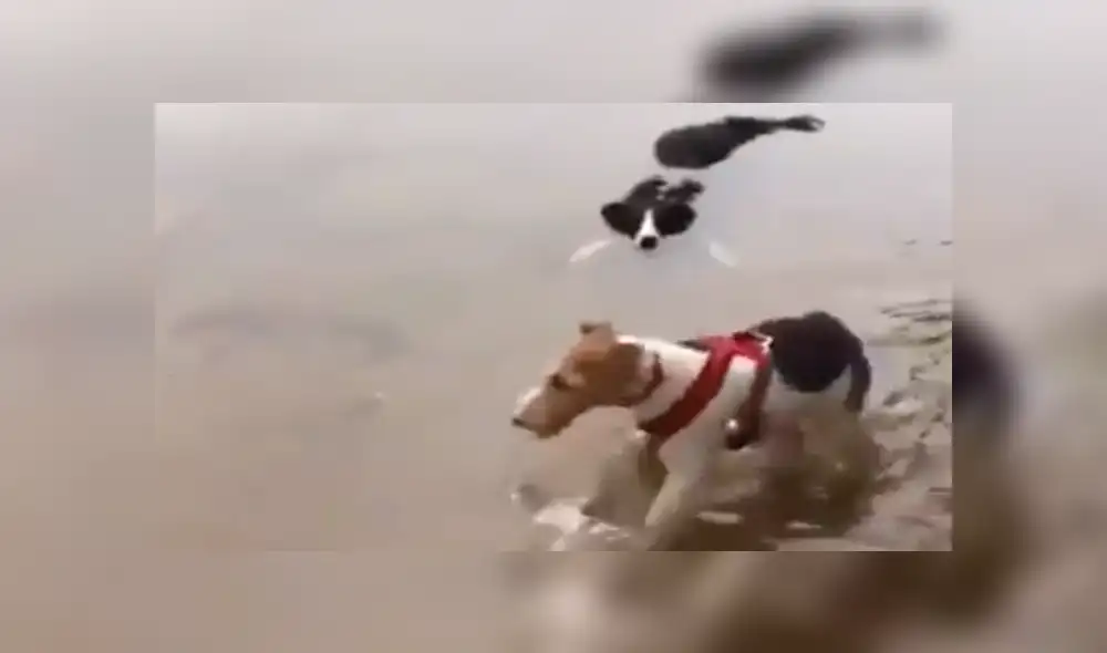 Facebook viral: encuentra su perro 'muerto ahogado' en el río, pero descubre la verdad [VIDEO]