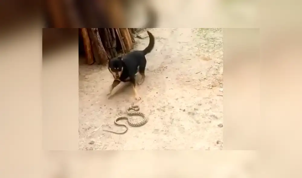 YouTube viral: Perro encuentra a peligrosa serpiente asesina y hace esto para salvar la vida de su amo 