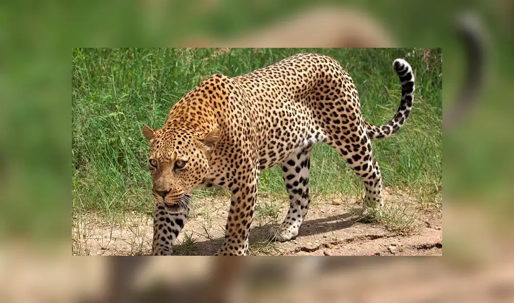 YouTube viral: feroz leopardo aparece para atacar a su domador y tigre lo evita enfrentándolo [VIDEO]