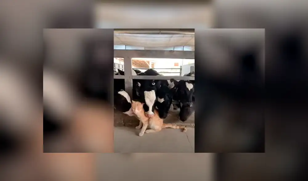 Desliza las imágenes hacia la izquierda para apreciar el amoroso momento entre un gato junto a un rebaño. Foto: Caters Clips. Desliza las imágenes hacia la izquierda para apreciar el amoroso momento entre un gato junto a un rebaño. Foto: Caters Clips.