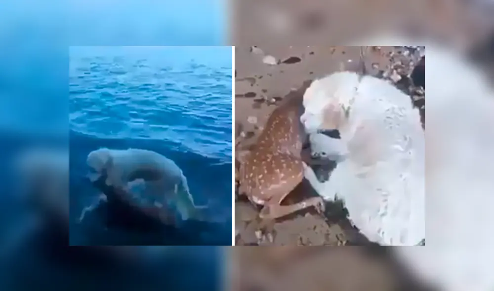 Video es viral en Facebook. El can se ha ganado la admiración de todos con su increíble comportamiento tras sacar del agua a un ciervo moribundo