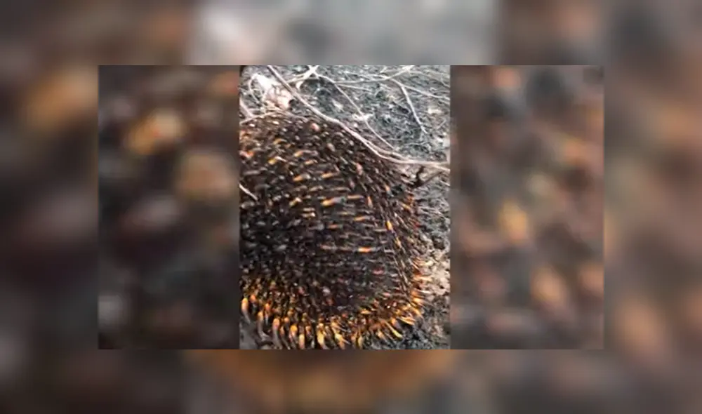 En YouTube, un joven encontró al misterioso animal que escapó de las llamas para salvar su vida. En YouTube, un joven encontró al misterioso animal que escapó de las llamas para salvar su vida.