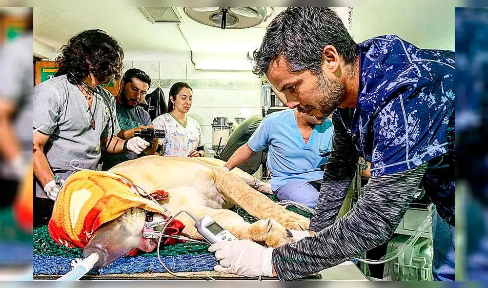 Pancho Cavero reveló que está al cuidado de 'Perrovaca' [FOTOS] 