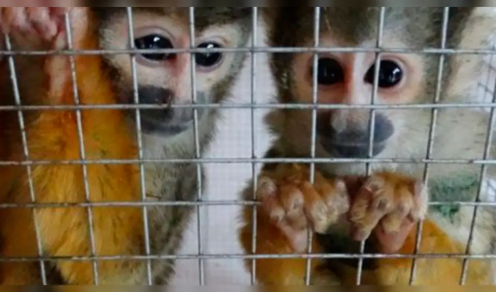 Facebook se opone a venta ilegal de animales silvestres