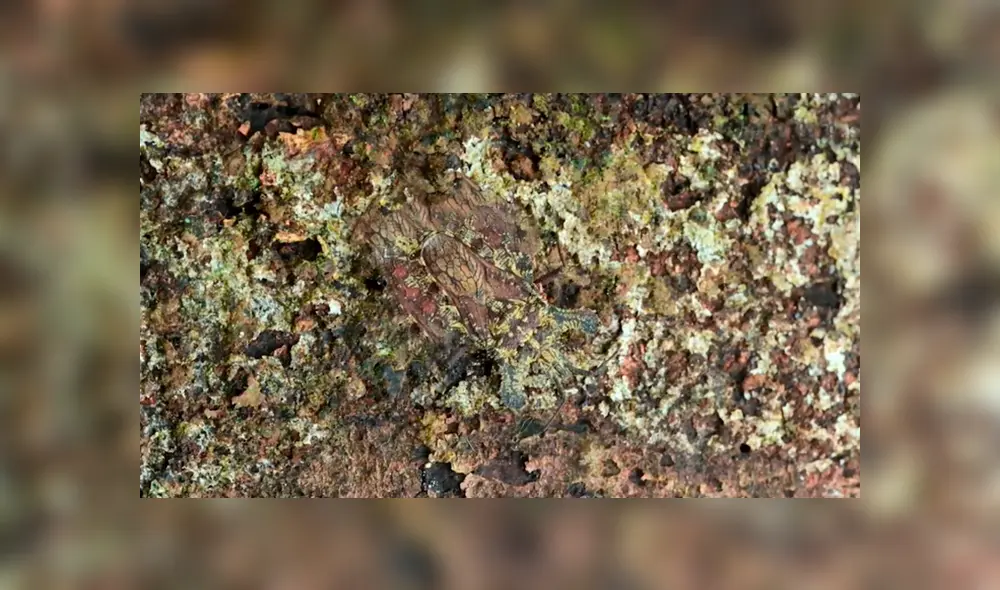 Facebook viral: encuentra al insecto oculto en un árbol, el nuevo reto visual que casi nadie puede superar. Foto: Yasss.es / David Weiller Facebook viral: encuentra al insecto oculto en un árbol, el nuevo reto visual que casi nadie puede superar. Foto: Yasss.es / David Weiller