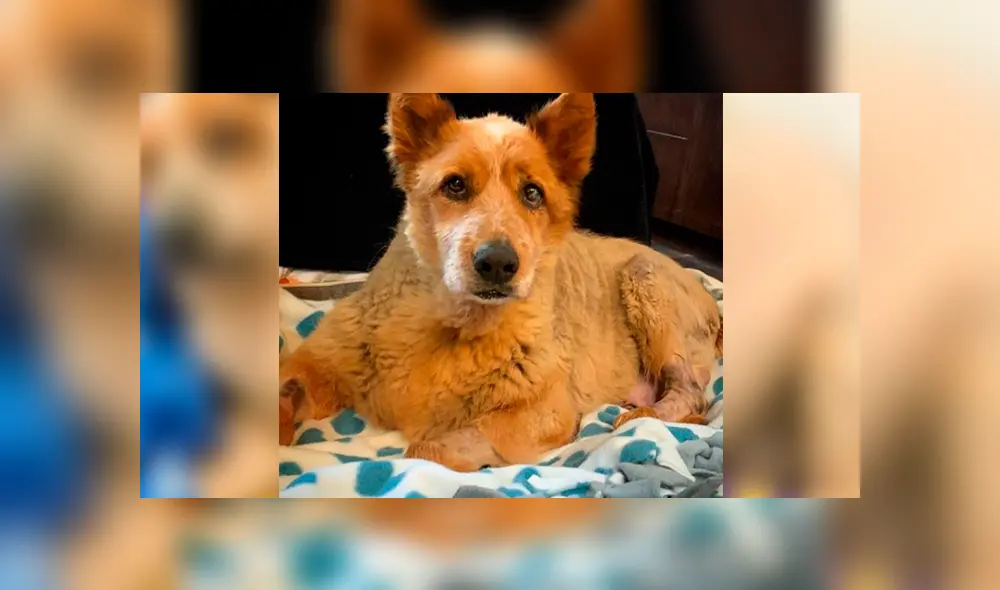 Facebook viral: perro fue abandonado por su sobrepeso, una mujer lo adopta y luego de meses luce así Facebook viral: perro fue abandonado por su sobrepeso, una mujer lo adopta y luego de meses luce así