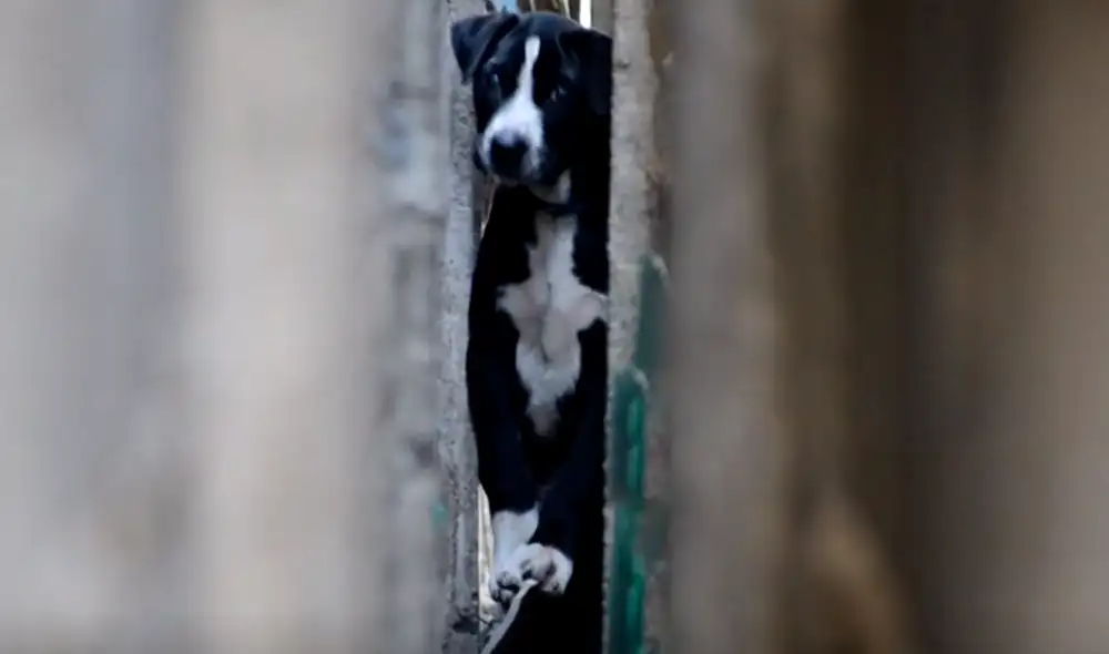 La operación de rescate duró 15 minutos. Foto: Newsflare