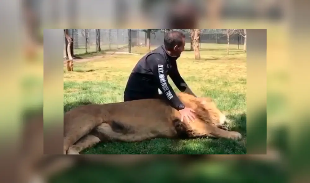 Un video viral de Facebook registró el momento en que un cuidador de leones ingresó al recinto de uno de los felinos. Un video viral de Facebook registró el momento en que un cuidador de leones ingresó al recinto de uno de los felinos.