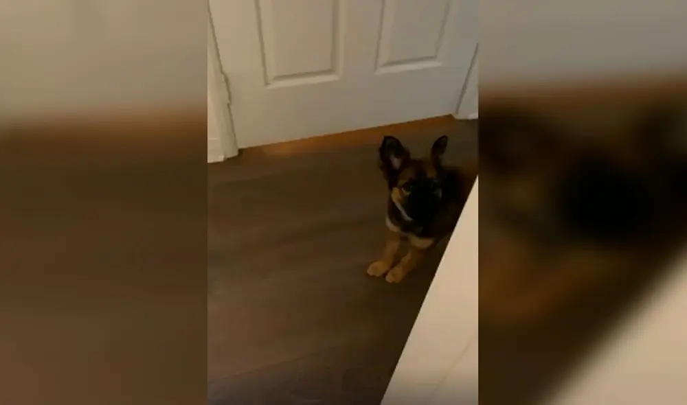 Desliza las imágenes para apreciar el divertido momento entre un joven junto a su adorable mascota. Foto: Captura de Facebook