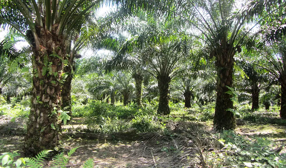 El artículo fue publicado en la revista 'Proceedings of the National Academy of Sciences'. El artículo fue publicado en la revista 'Proceedings of the National Academy of Sciences'.