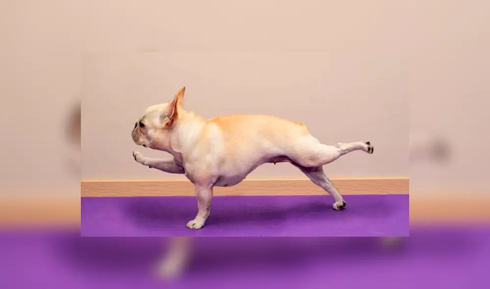 ¿Sabías que existe el yoga para perros? Conoce aquí los beneficios ¿Sabías que existe el yoga para perros? Conoce aquí los beneficios