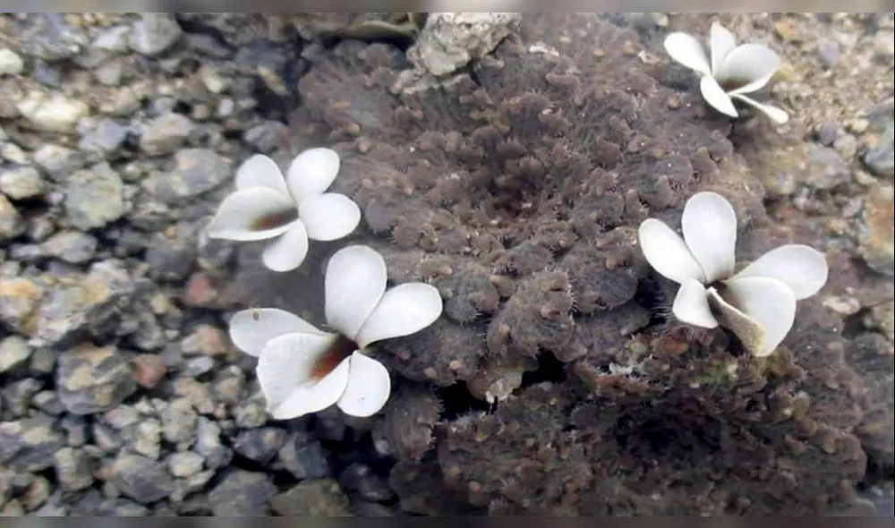 Planta crece a elevaciones extremadamente altas.