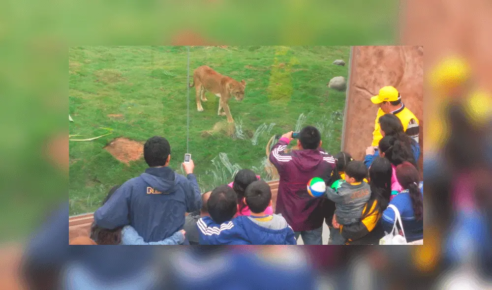 Extranjeros intentaron robar a los asistentes al felinario del Parque de las Leyendas. Foto: La República