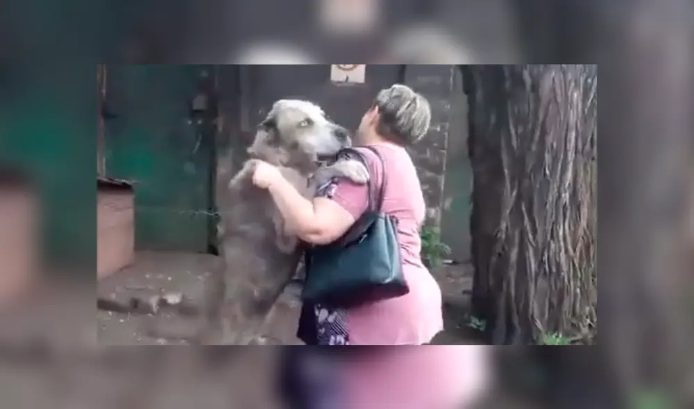 Conmovedor reencuentro de un perro con su dueña hace llorar a usuarios.