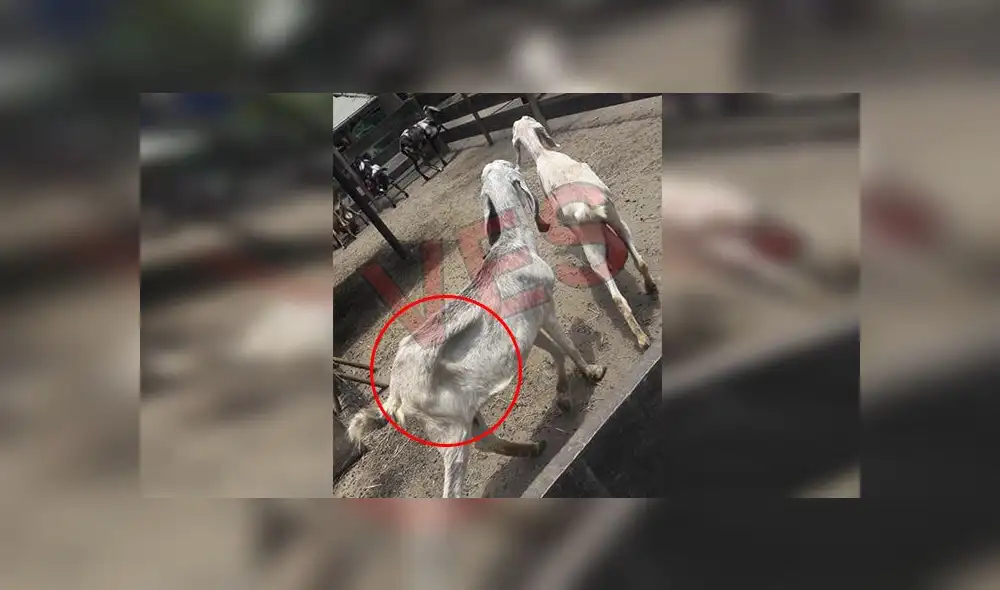 Denuncian maltrato animal en parque zonal Huáscar 