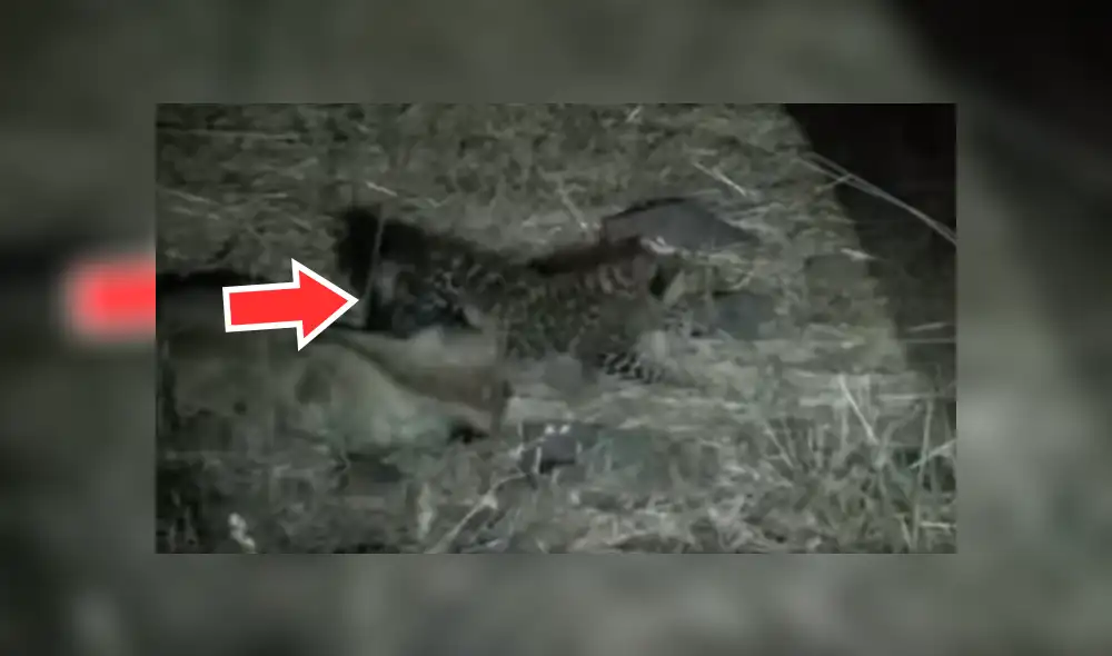 YouTube viral: miles se conmueven por increíble acto de una mamá leona que adoptó a bebé leopardo [VIDEO]