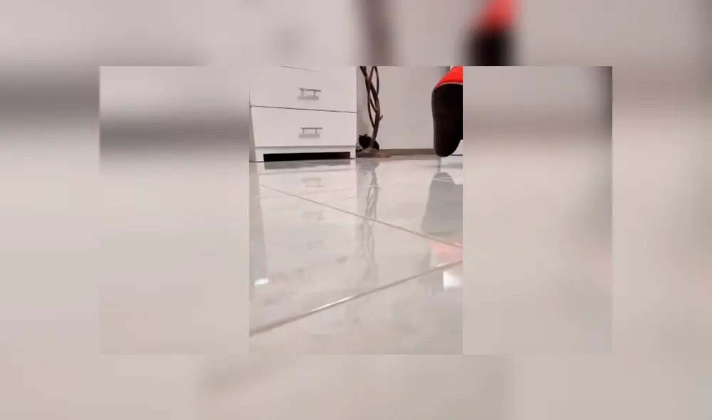 Desliza las imágenes para conocer el tierno comportamiento de un perro bebé al escuchar su canción favorita. Foto: Captura.