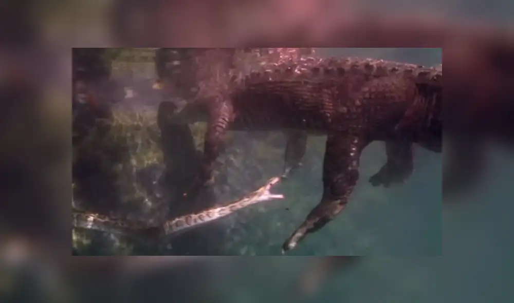 YouTube viral: buzo graba insólita pelea entre cocodrilo y serpiente que quería comérselo [VIDEO]