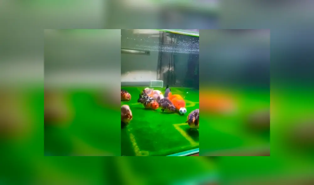 Desliza las fotografías para ver el vibrante ‘partido de fútbol’ que tuvieron estos peces. Foto: Captura/Newsflare
