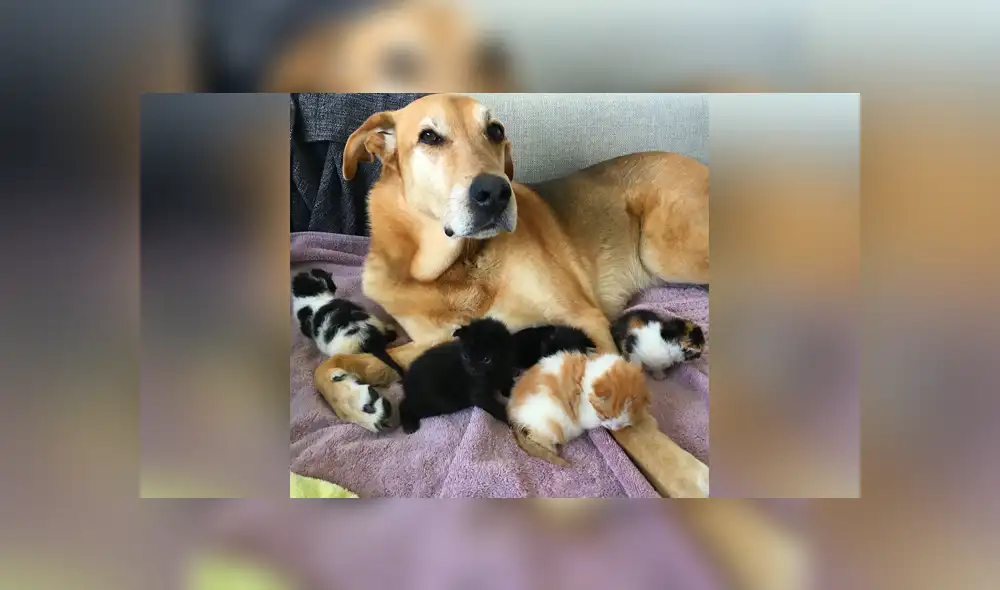 En Facebook se hizo viral la historia de un tierno perro, el cual a pequeños gatos sin hogar