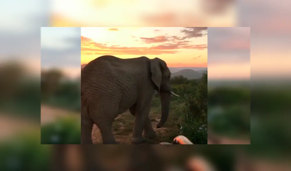 Desliza las imágenes hacia la izquierda para observar la noble acción de un elefante al notar la presencia de turistas. Desliza las imágenes hacia la izquierda para observar la noble acción de un elefante al notar la presencia de turistas.