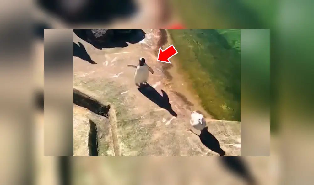 Facebook viral: pingüino no quiere que ave tome agua de su laguna y lo ataca sin piedad [VIDEO] 