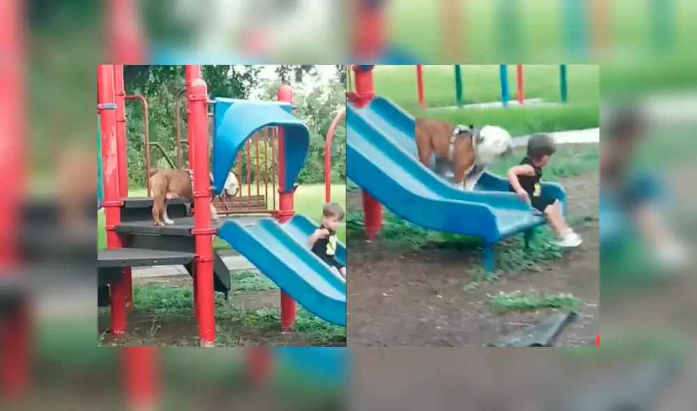 El can siguió al pequeño hasta su juego favorito y trató de llamar su atención con singular maniobra El can siguió al pequeño hasta su juego favorito y trató de llamar su atención con singular maniobra