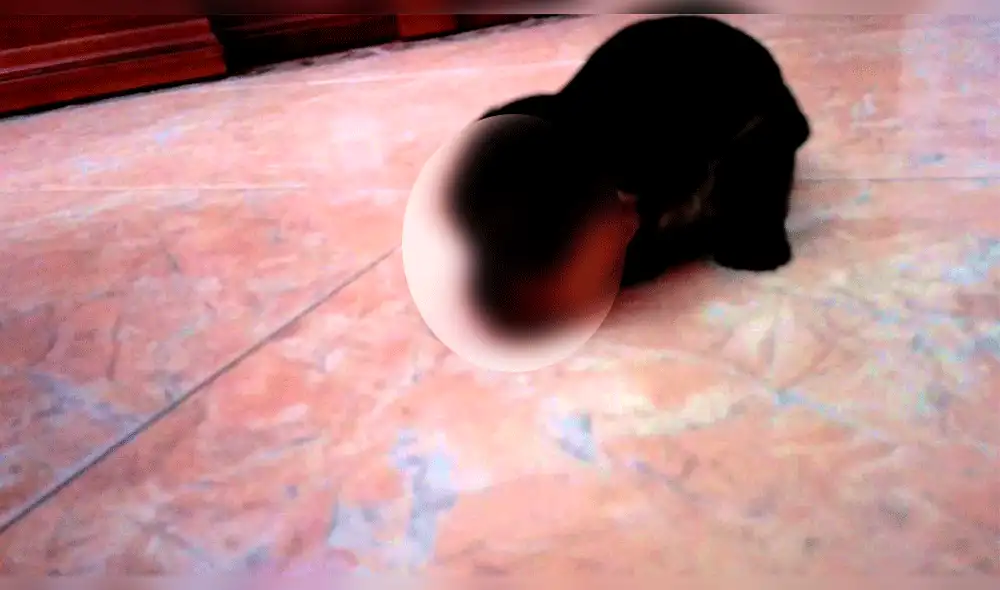 Facebook: Terror en redes por nacimiento de un perro con dos cabezas en Perú Facebook: Terror en redes por nacimiento de un perro con dos cabezas en Perú