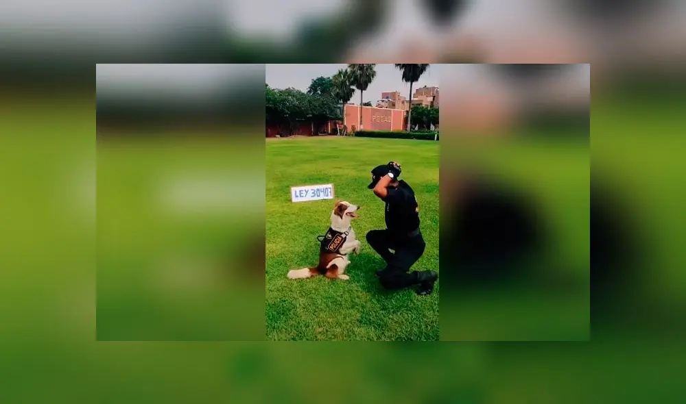 Desliza las imágenes para ver la divertida coreografía que hizo un perro policía con un oficial peruano. Foto: @policiaperu Desliza las imágenes para ver la divertida coreografía que hizo un perro policía con un oficial peruano. Foto: @policiaperu