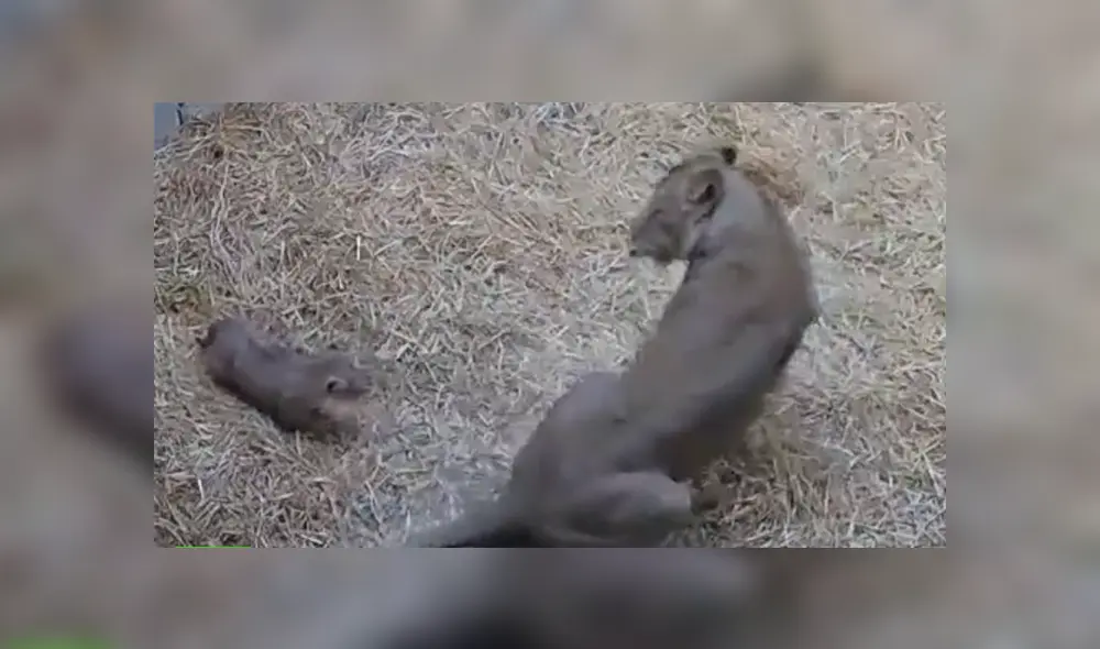 Felinos protagonizaron una graciosa escena que ha desatado más de una carcajada en YouTube y otras redes