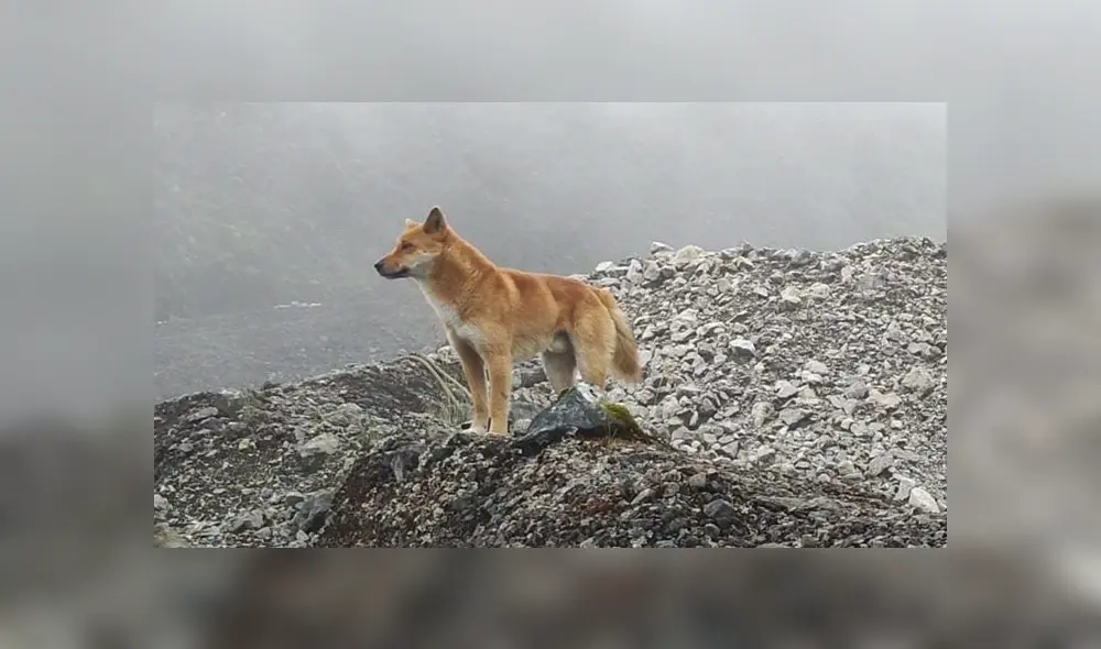 El perro que más sabe sobre la vocalización humana no está extinguido. Foto: EFE